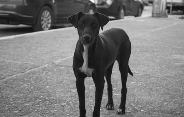 Perro en la calle 