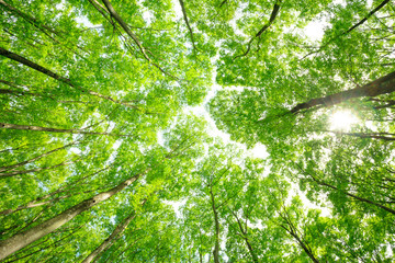 Green forest. Tree with green Leaves and sun light.