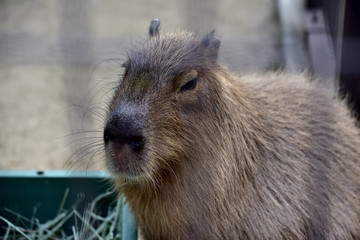 カピバラ