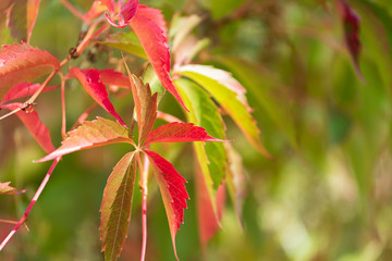 Selective focus on a few red and green leaves