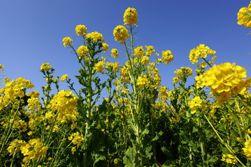 青空と菜の花