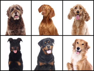 Group beautiful house pets in front of a white background