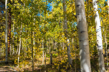 Fototapeta premium Autumn landscape of aspen trees turning yellow in the forest at Kenosha Pass Campground in Colorado