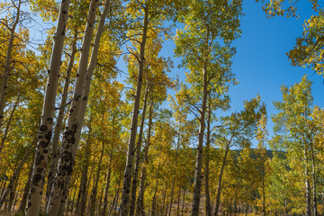 Fototapeta premium Jesienny krajobraz drzew osikowych zmieniających kolor na żółty w lesie na kempingu Kenosha Pass Campground w Kolorado