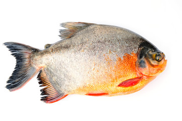 White pomfret on a white background