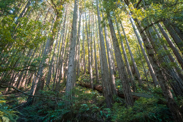 Fototapeta na wymiar Muir Woods Large Tree National Park