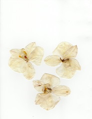 Pressed White Orchid Blooms