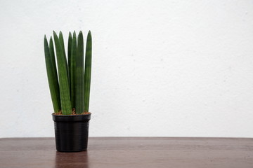 Sansevieria stuckyi houseplant decorate on wooden table , hipster tree air purifier .