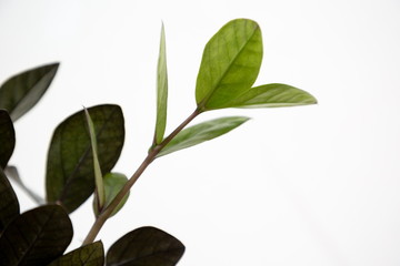 Zamioculcas zamifolia houseplant , hipster tree air purifier , new young sprout will growing .