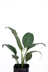 Peace lily or Spathiphyllum araceae air purifier house plant isolated on white background . white flower will growth .