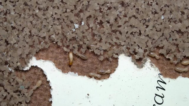 Termites are eating wood