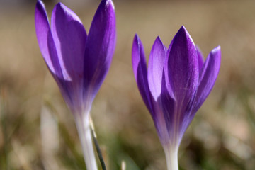 Purple Crocus in the Sun