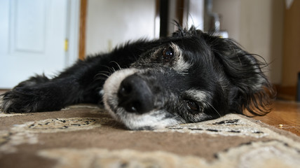 Intimate Close Up of Black Cocker Spaniel Laying on Floor