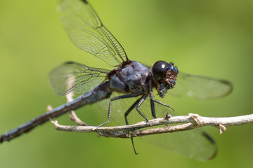 A slaty skimmer munches on an insect using its powerful jaws.