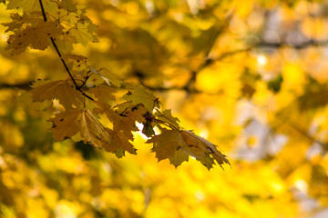 yellow maple leaves in autumn