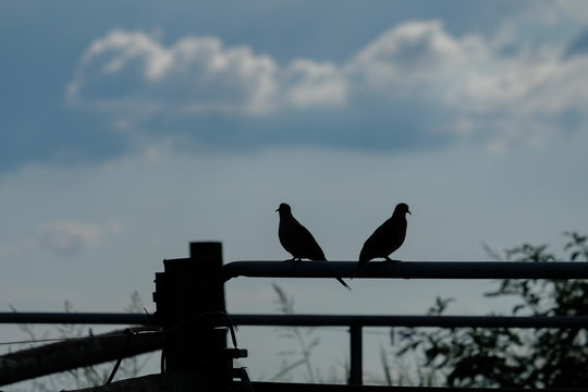 Silhouette of a pair of mourning doves in front of a partly cloudy sky. Mates for life.
