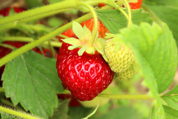 Red Strawberry