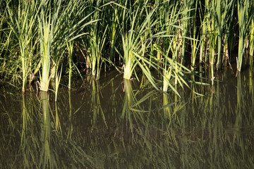 Obraz premium Reflection