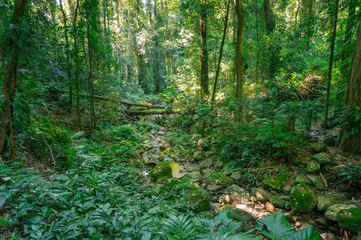 Lush green rainforest landscape with green trees and plants