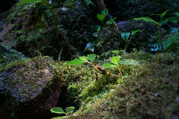 Small plants and moss at forest floor with sun light