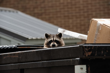 Cute raccoon peaks head out from dumpster. © Michael