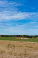 Agriculture countryside landscape of bales of straw on a field