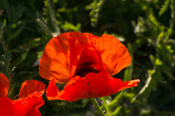 Close up of bright red poppy flower in full bloom