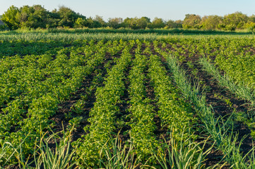 Vegetable patch with rows of growing potato plants and shallots