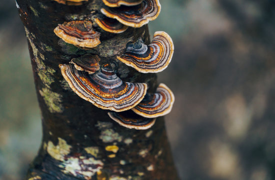 Ringed fungus flori