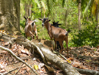 Goats in the jungle