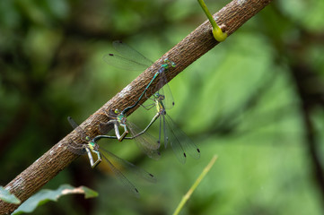 オオアオイトトンボ　産卵