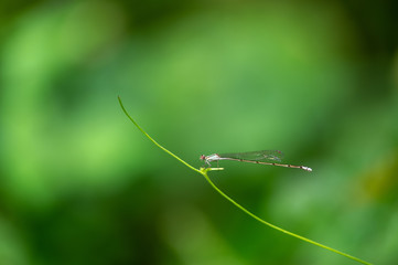 ホソミイトトンボ　越冬型