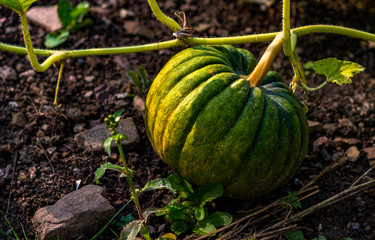 unripe green pumpkin on a field