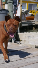 Dog on Dock