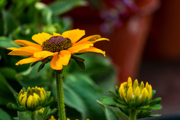 yellow rudbeckia