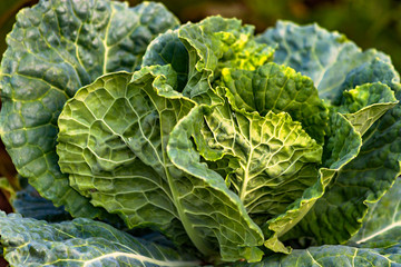 Green Savoy Cabbage