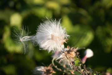 Thistle Blowing in the Wind
