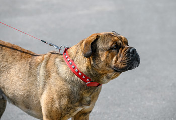 Ca de Bou  (Perro de Presa Mallorquin) Molossian type breed of dog brindle color (brownish with...