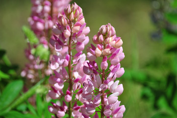 Wild flowers from our village garden