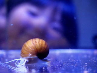 ゴールデンアップルスネール