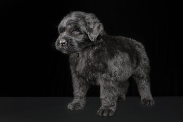 Portrait of a black dog on a dark background