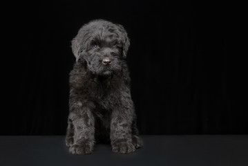 Portrait of a black dog on a dark background