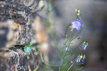 spring blue flowers