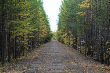 Direct road in the autumn yellow and green forest