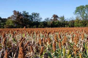 Obraz premium Milo Grain field late in the season. Wonderful redish brown in color with some greens.