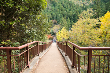 Fototapeta premium 秋川渓谷