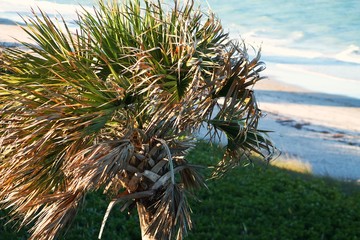 Naklejka premium Palm Tree