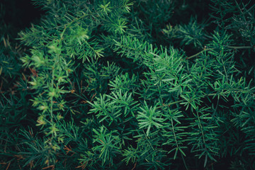 Blur closed up green leaf background.