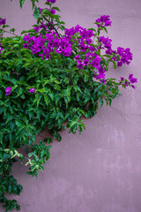 Purple Flowers Texture