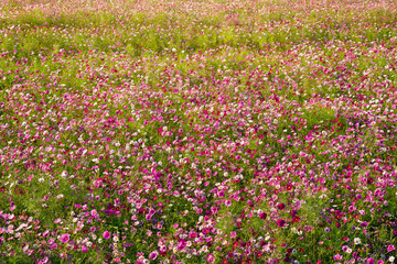 Flower background of the dense colorful cosmos at the wide field. Natural flowers pattern wallpaper or greeting card. 